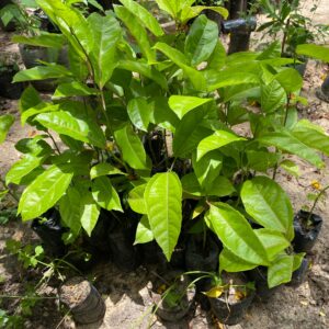 Plants de pépinières_fruit de la passion