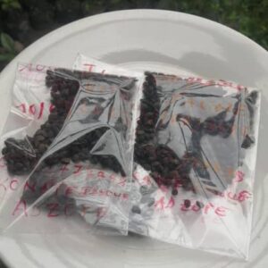 Semence de fruit de la passion_Lot de1000 graines