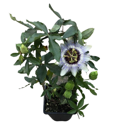 Plant de jardin_fruit de la passion